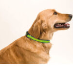 PET COLLAR MUTTLEY WITH ADJUSTABLE CLOSURE - Image 6