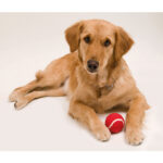 BALL FOR PETS NIKI IN RUBBER LINED - Image 5