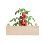 TOMATO GROWING KIT IN WOODEN CRATE - Image 3