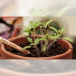 ECOLOGICAL SPROUT PENCIL - Image 6