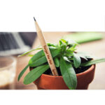 ECOLOGICAL SPROUT PENCIL - Image 3
